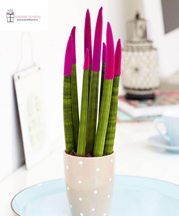 Sansevieria plant Online gift delivery Amman Jordan