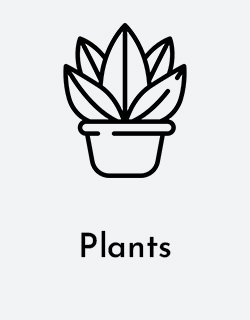 plants-and-flowers